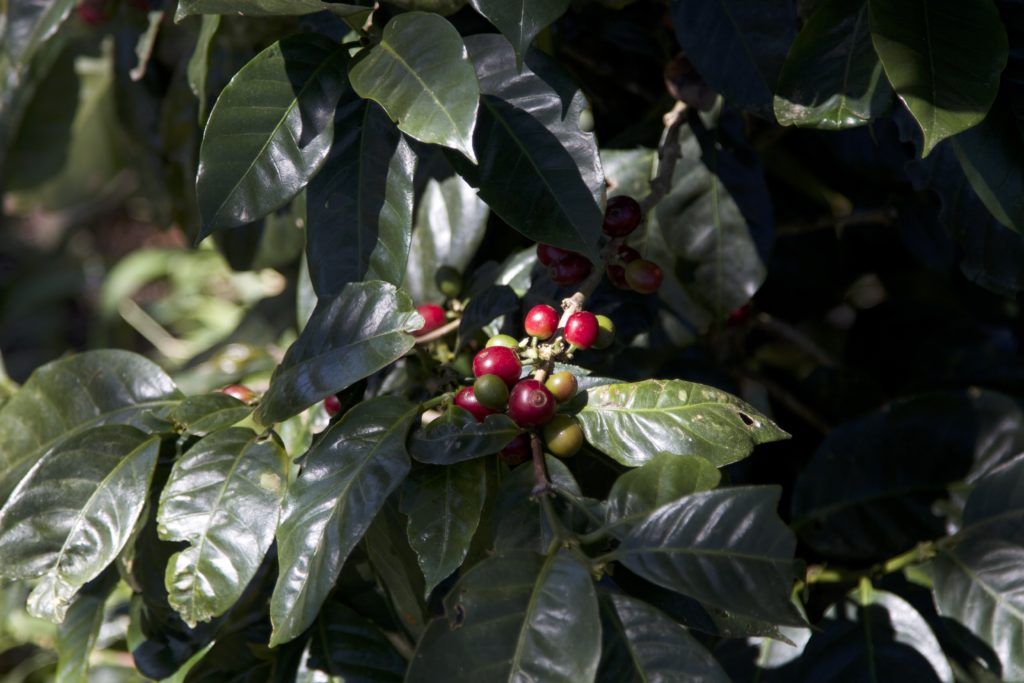 Catimor, S795, and Typica Rantekarua Estate South Sulawesi, Sulawesi, Indonesia