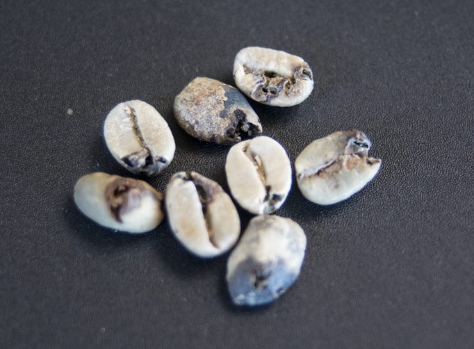 Coffee beans sorted out for insect damage