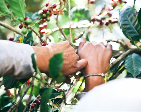 Altura Typica, Criollo, Bourbon, Mundo Novo, Caturra Chiapas and Oaxaca in Mexico