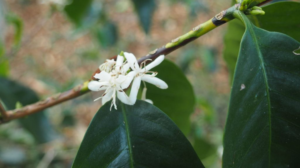 Altura Typica, Criollo, Bourbon, Mundo Novo, Caturra Chiapas and Oaxaca in Mexico