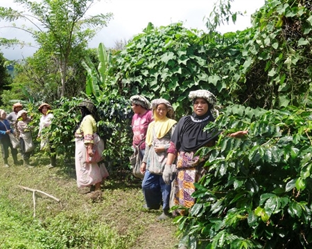 Ketiara Cooperative Bourbon, Catimor, and Typica Aceh, Sumatra, Indonesia