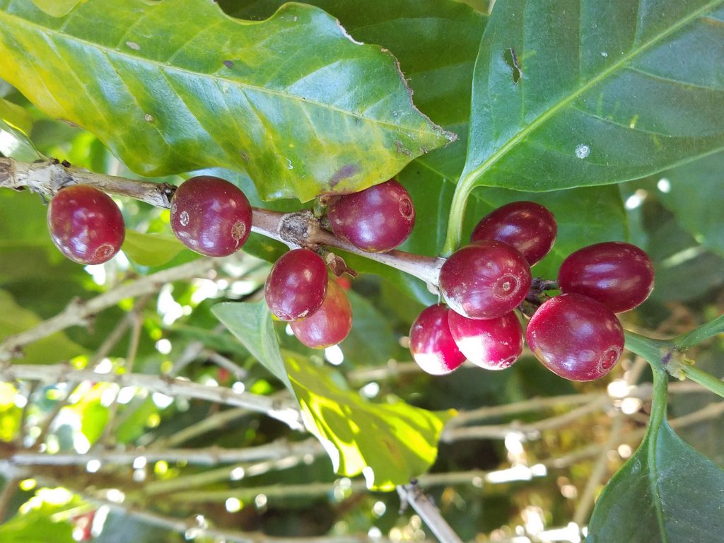 Ethiopia Guji 4 Grima Edema Indigenous heirloom Oromia