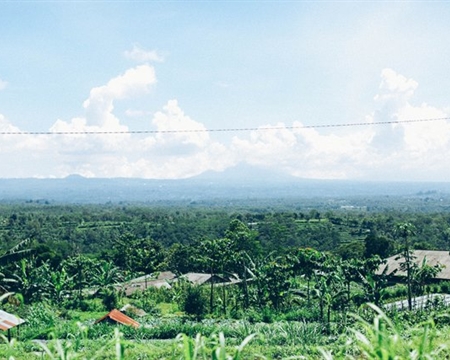 Typica, and Catimor Bourbon Subak Abian Kintamani Highlands of Central Bali, Indonesia