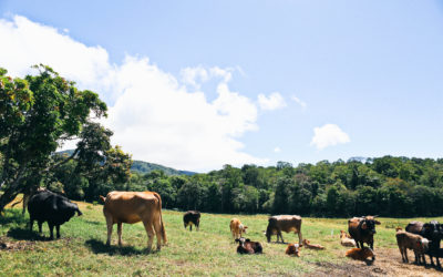 Costa Rica Finca La Amistad – Old School Organic