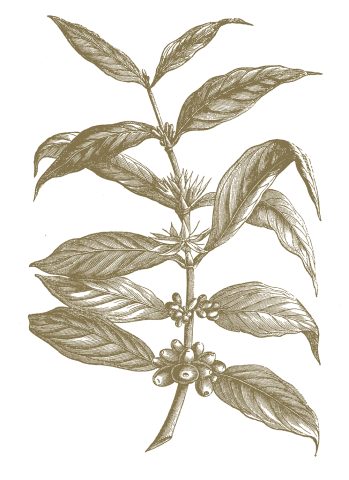 A botanical illustration of Coffea liberica var. dewevrei (excelsa)