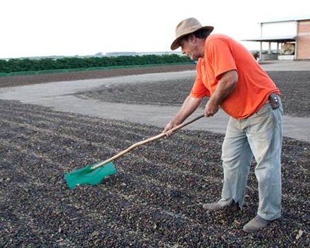 Mogiana Bourbon, Mondo Novo hybrid Brazil