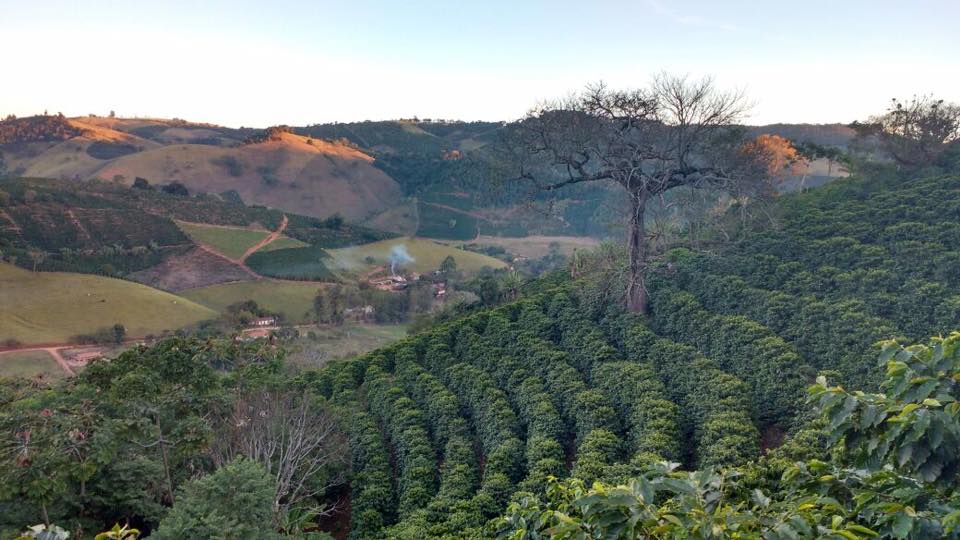 Mogiana Bourbon, Mondo Novo hybrid Brazil