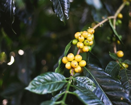 CoopePalmares Alajuela, Caturra & Catuai Costa Rica