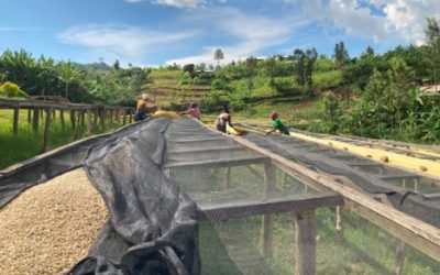 Green Coffee Report: 2023 Rwanda’s Kivubelt and Ikawa House