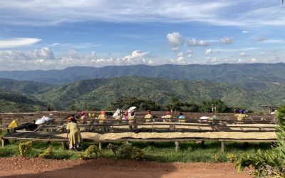 Green Coffee Field Report: Rwanda’s Dukunde Kawa Cooperative