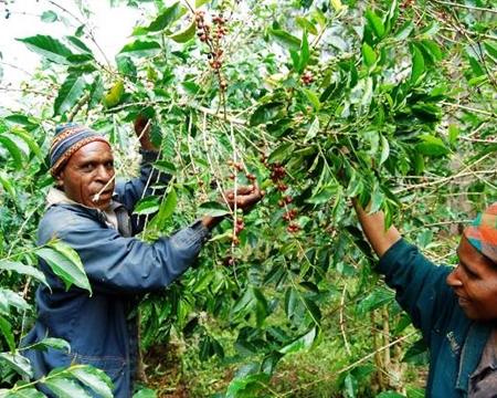 Kuta mill Bourbon, Typica Tambul-Nebilyer Papua New Guinea