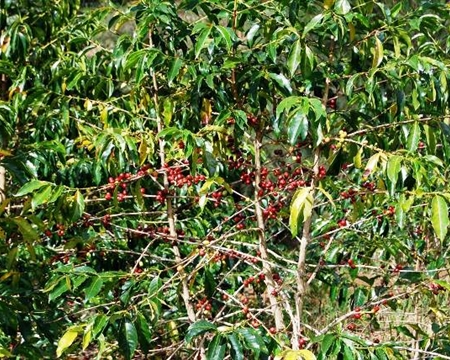 Kuta mill Bourbon, Typica Tambul-Nebilyer Papua New Guinea