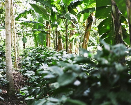 Bourbon, Catuai, and Caturra Aldea Global Jinotega, Nicaragua