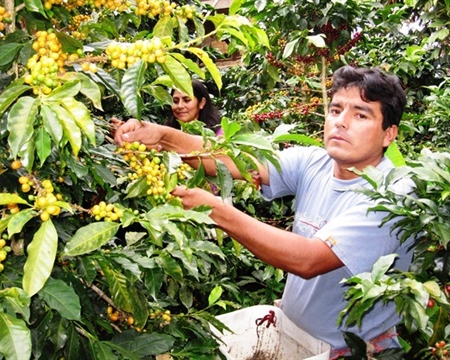 peru norte San Ignacio, CENFROCAFE Bourbon, Catimor, Caturra, Mundo Novo, Pache, and Typica Cajamarca