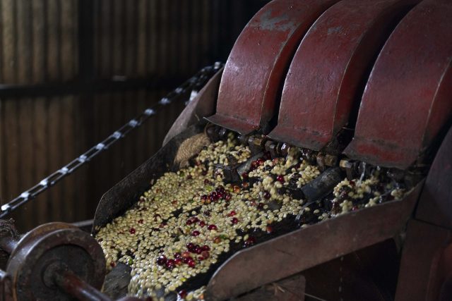 Red coffee cherries are processed in the pulping machine at the Homa Cooperative site in Oromiya, Ethiopia.