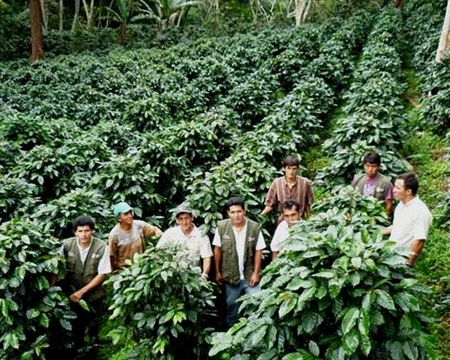 PERU SOL Y CAFE Cajamarca Typica, Caturra, Pache, Mondo Novo, Bourbon, Catuai, and Catimor