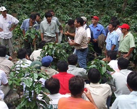 PERU SOL Y CAFE Cajamarca Typica, Caturra, Pache, Mondo Novo, Bourbon, Catuai, and Catimor