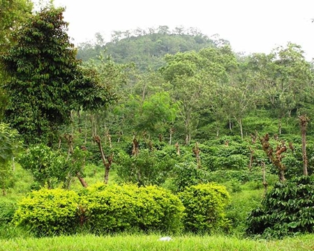 Typica Curah Tatal & Kayumas villages located on the Ijen Plateau in Eastern Java, Indonesia