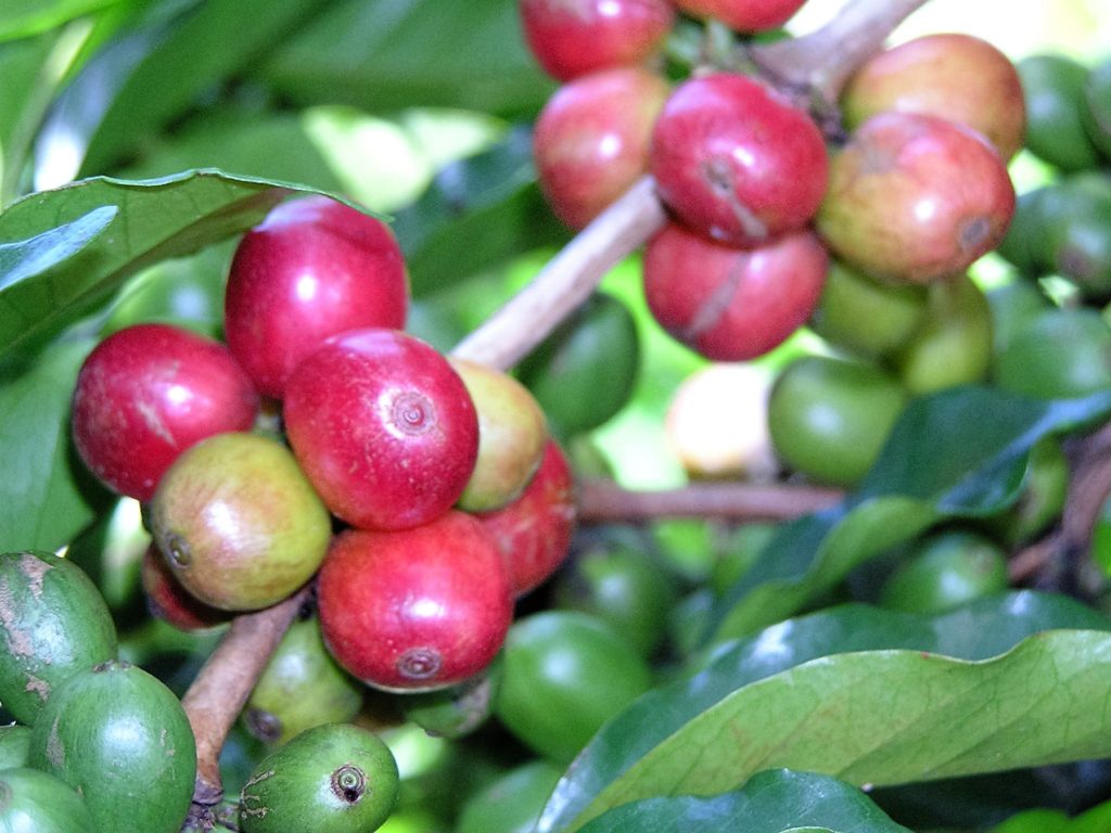 BUGISU Bourbon Sipi, Kapchorwa District, Uganda