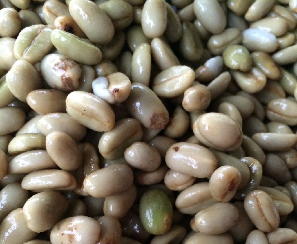 Wet parchment in Rwanda awaiting sorting