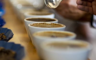 Specialty Green Coffee Cupping Series: Feb 22, 2024