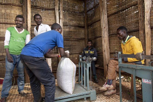 coffee farmers weighing the harvested coffee cherries in Banko Dadako Cooperative