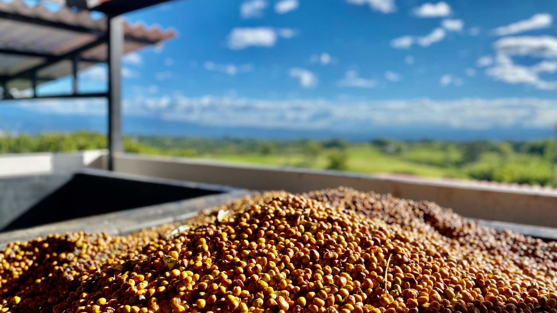 coffee cherries coffee cherries